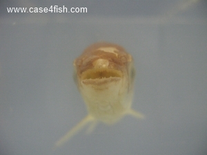 Foto Galerie/Characiformes/Characidae/Chalceus macrolepidotus/Chalceus macrolepidotus_06_S.jpg